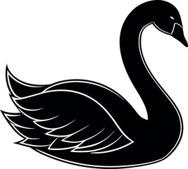 Obraz premium black swan