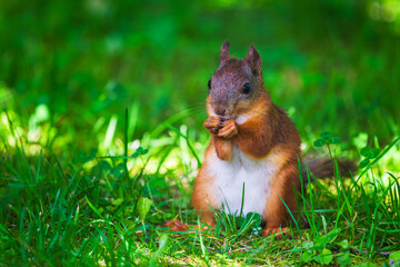 In the park of Peterhof
