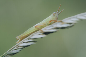 grasshopper on a leaf