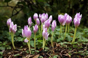 Fotobehang Krokus Lilac flowers of violently poisonous plant Colchicum autumnale after the rain. Autumn crocus flowers appear in early autumn, the undergrowth is made up of wild strawberries...  © svehlik