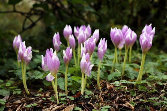 Lilac flowers of violently poisonous plant Colchicum autumnale after the rain. Autumn crocus flowers appear in early autumn, the undergrowth is made up of wild strawberries...
