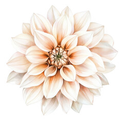 Fototapeta premium Elegant Flower Clipart Vector Illustration