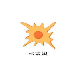 Fibroblast, a cell in the dermis, Connective tissue cell, Fibrosis. Simple structure of Human fibroblast cell. Vector illustration.	