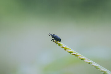 dragonfly on a leaf