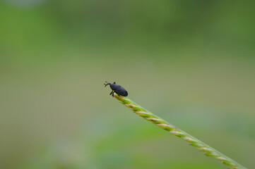 dragonfly on a leaf