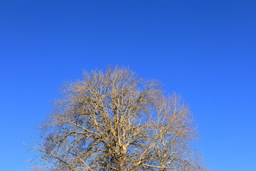 Winter tree with blue sky.