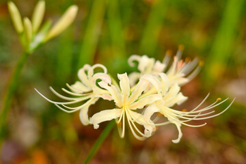 Obraz premium 彼岸花