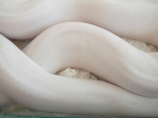 Snake are popular pet in Thailand in the acrylic cabinet waiting to be sold.