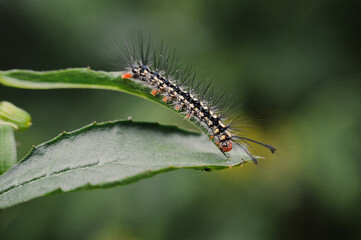 caterpillar on leaf