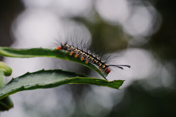 caterpillar on a leaf