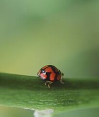 ladybug on green leaf