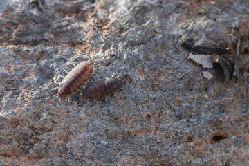 Powder Orange Isopod, Porcellionides pruinosus found under a stone.