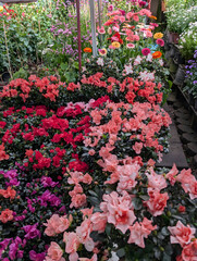 colorful azaleas in a flower shop, blooming azalea plant