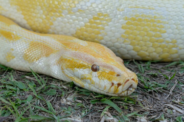 A stunning yellow Burmese python is sprawled across a vibrant green lawn, its sleek, golden scales gleaming under the sunlight. The intricate patterns on its body showcase the natural beauty