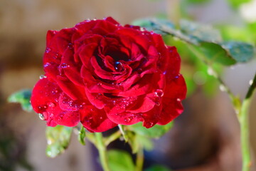 Rose Flower
