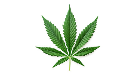Cannabis leaf illustration on a white background