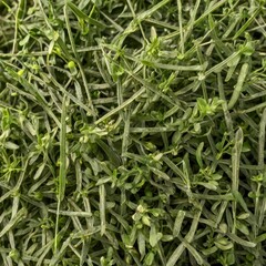 Obraz premium High quality seeds of alfalfa, in a texture form for your green garden. Can be used by seed producers for create stylish packaging with seed on background. High resolution photo. 