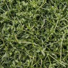 Fototapeta premium High quality seeds of alfalfa, in a texture form for your green garden. Can be used by seed producers for create stylish packaging with seed on background. High resolution photo. 