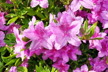 Fotobehang Azalea Blooming bush of pink azalea flowers at South Korea. royal azalea. Floral spring pink background, close up view. flowering shrubs in the genus Rhododendron.  © MarsiWWW