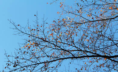 Beautiful red and orange leaves in autumn. Tree branches with foliage in fall forest bottom view. Colorful foliage against the blue sky.