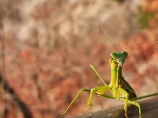 green mantis closeup on a wooden surface with a blurred background, Korea. Praying mantis looking to camera. Natural background concept.