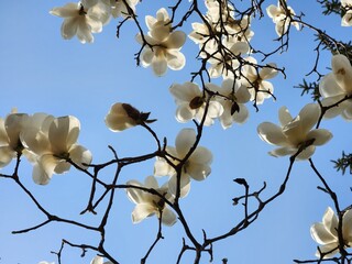 Yulan magnolia flowers are in bloom under the blue sky. Magnolia denudata.