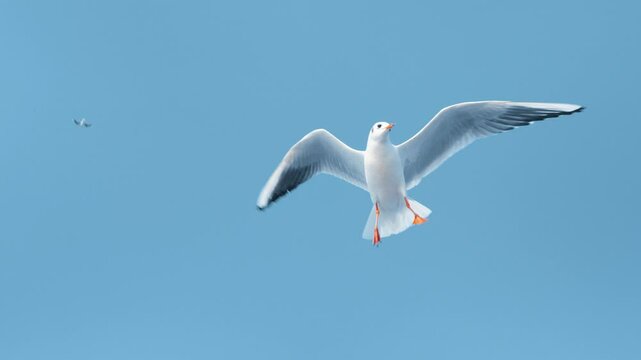 seagull flying in the sky