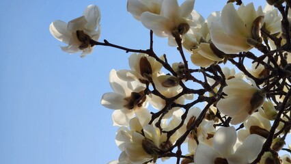 Yulan magnolia flowers are in bloom under the blue sky. Magnolia denudata. © MarsiWWW