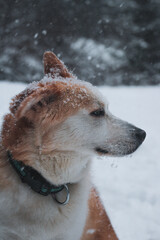 portrait of a dog in snow