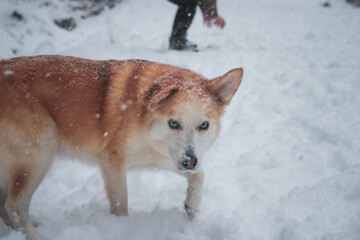 dog posing in snow in the mountains