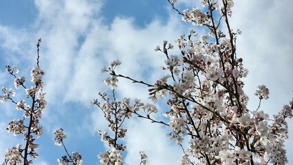 cherry flowers against blue sky. cherry blossoms in asia. spring. South Korea