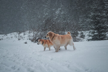 dogs running and playing in snow