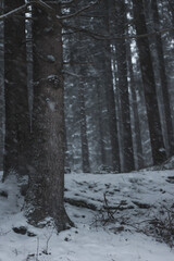 winter and snowing in the woods in mountains in czech republic