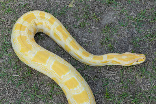 A stunning yellow Burmese python is sprawled across a vibrant green lawn, its sleek, golden scales gleaming under the sunlight. The intricate patterns on its body showcase the natural beauty
