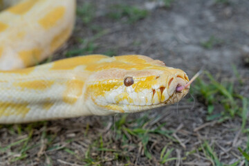 A stunning yellow Burmese python is sprawled across a vibrant green lawn, its sleek, golden scales gleaming under the sunlight. The intricate patterns on its body showcase the natural beauty