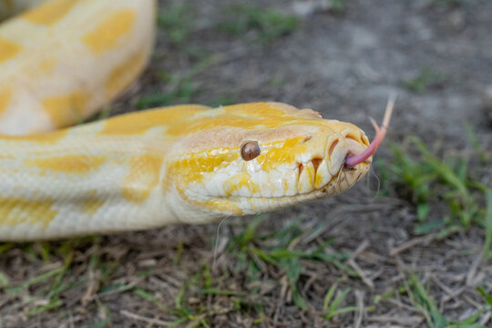 A stunning yellow Burmese python is sprawled across a vibrant green lawn, its sleek, golden scales gleaming under the sunlight. The intricate patterns on its body showcase the natural beauty