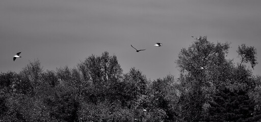 Bandadas de pájaros volando