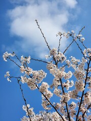 cherry flowers against blue sky. cherry blossoms in asia. spring. South Korea