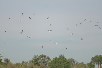 Bandadas de pájaros volando