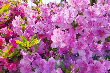 Blooming bush of pink azalea flowers at South Korea. royal azalea. Floral spring pink background, close up view. flowering shrubs in the genus Rhododendron.