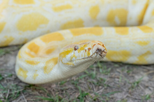 A stunning yellow Burmese python is sprawled across a vibrant green lawn, its sleek, golden scales gleaming under the sunlight. The intricate patterns on its body showcase the natural beauty