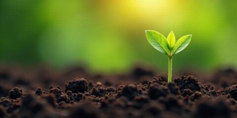 Fototapeta premium A Tiny Sprout Emerging from Rich Earth Under the Warmth of Golden Sunlight, Symbolizing Growth and the Promise of a Flourishing Future