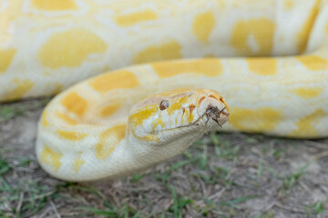 A stunning yellow Burmese python is sprawled across a vibrant green lawn, its sleek, golden scales gleaming under the sunlight. The intricate patterns on its body showcase the natural beauty