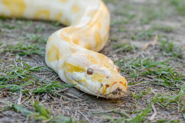 Obraz premium A stunning yellow Burmese python is sprawled across a vibrant green lawn, its sleek, golden scales gleaming under the sunlight. The intricate patterns on its body showcase the natural beauty