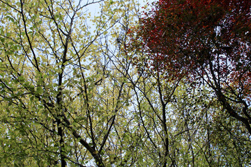 Beautiful red, yellow, orange and green leaves in autumn. Tree branches with foliage in fall forest bottom view. Colorful foliage against the blue sky.