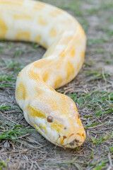 A stunning yellow Burmese python is sprawled across a vibrant green lawn, its sleek, golden scales gleaming under the sunlight. The intricate patterns on its body showcase the natural beauty