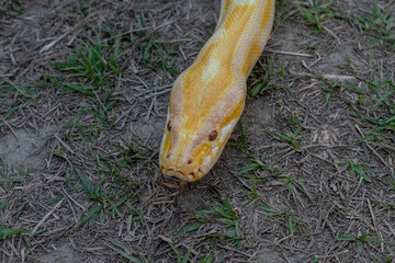 A stunning yellow Burmese python is sprawled across a vibrant green lawn, its sleek, golden scales gleaming under the sunlight. The intricate patterns on its body showcase the natural beauty