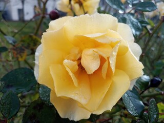 Rose, Blume, Natur, leichter Frost, Winter