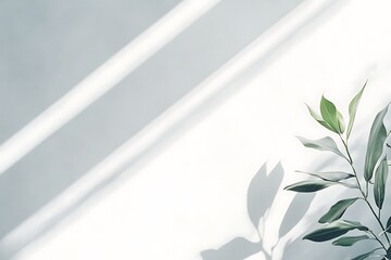 A minimalist composition featuring a plant and soft shadows on a light background.