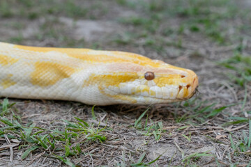 A stunning yellow Burmese python is sprawled across a vibrant green lawn, its sleek, golden scales gleaming under the sunlight. The intricate patterns on its body showcase the natural beauty